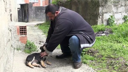 Köpeği suni solunumla hayata döndürmenin mutluluğunu yaşıyor - RİZE