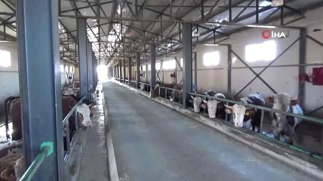 Muş'ta Tarım ve Hayvancılık Tkdk ile Büyüyor