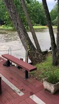 Un chien panique lorsque son maître tombe à l'eau