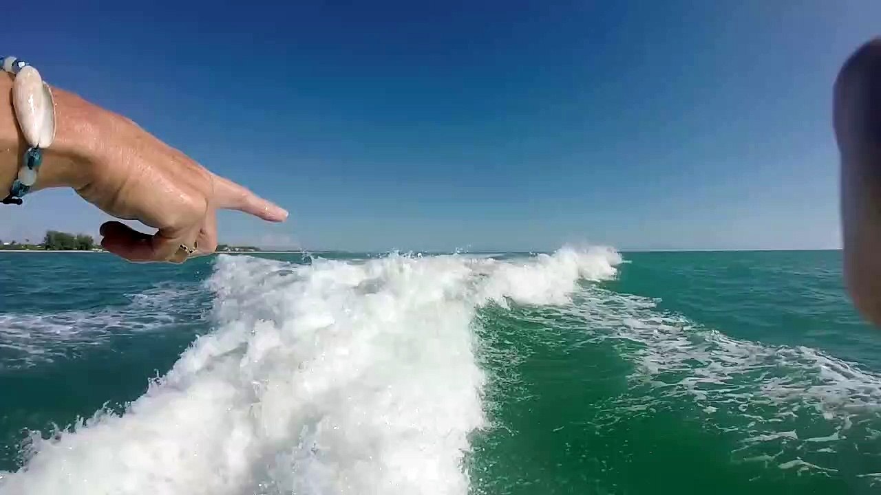 'Whoa!' Tourists scream in excitement as playful dolphins chase their boat off Florida