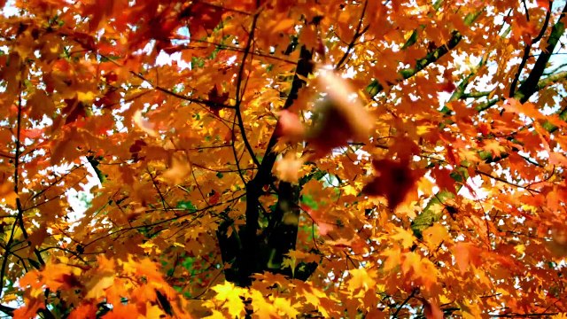 30 Minutes de Sommeil Profond de la Musique, Musique Paisible, le Calme, la Musique, la Musique de Méditation, Musique de Relaxation, 3241D