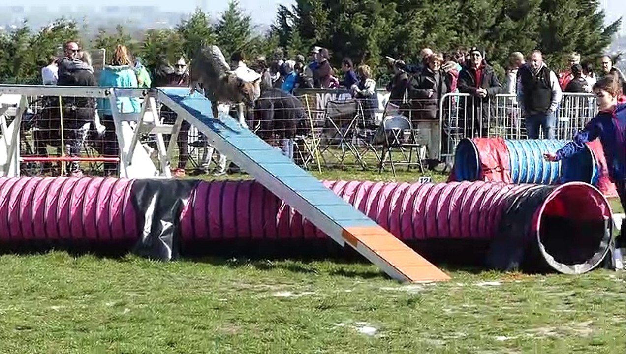 20190324P1090473_Lorette_Agility-Standard-B-JC_Nawook_Eryne