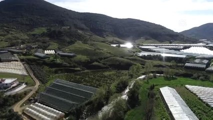 15 Yıldır Aynı Direğe Yuva Yapıyorlar (1)