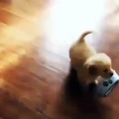 Ce que fait ce magnifique chiot va vous éblouir. Trop mignon !