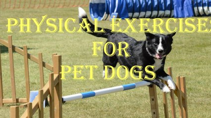 physical exercises for dogs