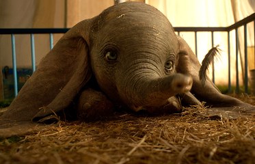 Crítica de la película 'Dumbo'