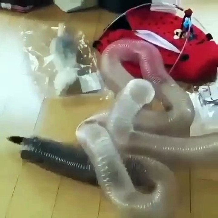 Quand deux petits furets s'amusent, ça passe partout !