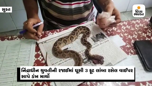 સુરતઃ પથારીમાં સૂતેલી યુવતીની રજાઈમાં ઘૂસી રસેલ વાઈપર સાપે માર્યો ડંખ