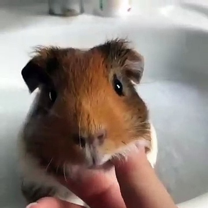 Quand un bébé cochon d'inde prend son bain, voici ce que ça donne !