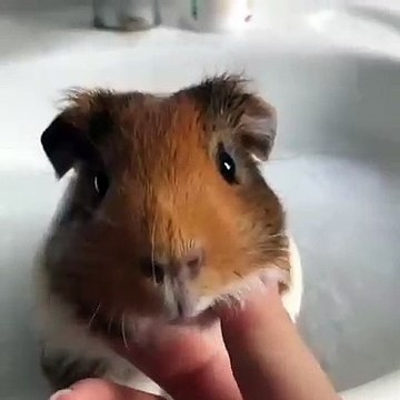 Quand un bébé cochon d'inde prend son bain, voici ce que ça donne !