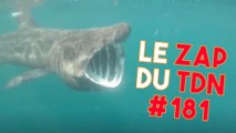 Une gigantesque créature marine filmée par un plongeur ! - Le Zap du TDN #181