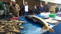 Sudan Çıkarmaları 1 Saatlerini Aldı... Dev Turna Balığı Erzincan'da İlgi Odağı Oldu