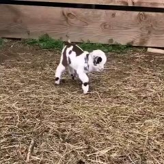 Regardez ce bébé agneau qui se roule au sol. Trop mignon !