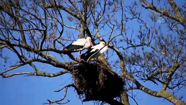 Kızılırmak Deltası'nda leylek varlığı artıyor (2) - SAMSUN