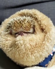 Ce bébé hérisson n'aime pas être filmer, sa réaction va vous surprendre !