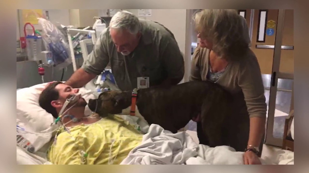 Treuer Hund sagt ein letztes auf Wiedersehen zu seinem todkranken Besitzer