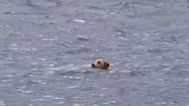 Hund schwimmt stundenlang im Ozean dann findet sein Besitzer heraus warum...