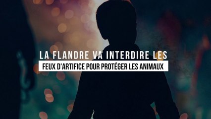 La Flandre interdit les feux d'artifice pour protéger les animaux