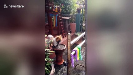 Pomeranian pup insists on dunking face and paws into muddy pool after grooming