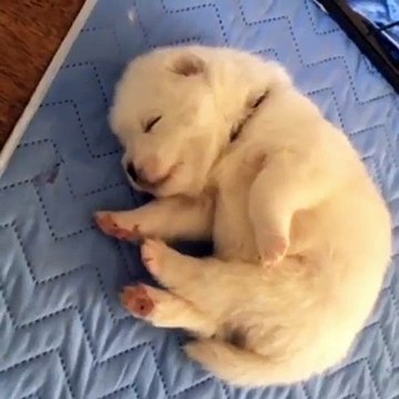 Regardez ce que fait ce chiot pendant son sommeil. Trop mimi !