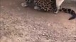 Ce chien est tombé amoureux d'un léopard... Ambitieux