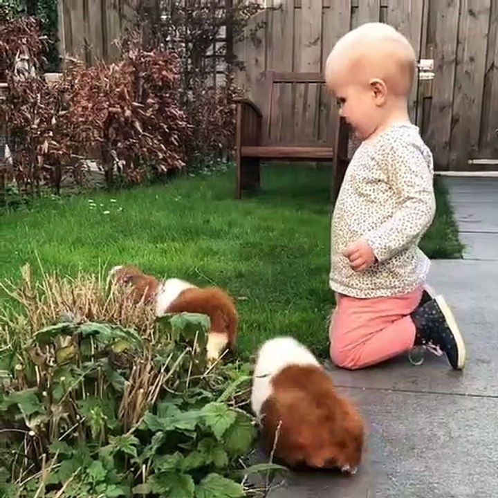Quand un bébé joue avec des cochons d'Inde. Adorable !