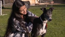 Where Greyhounds Find Love After Life On The Track