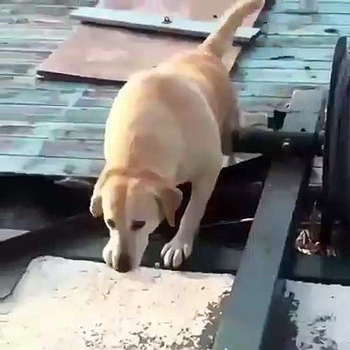 Les chiens sont trop droles. Cette compilation va vous faire pleurer de rires !