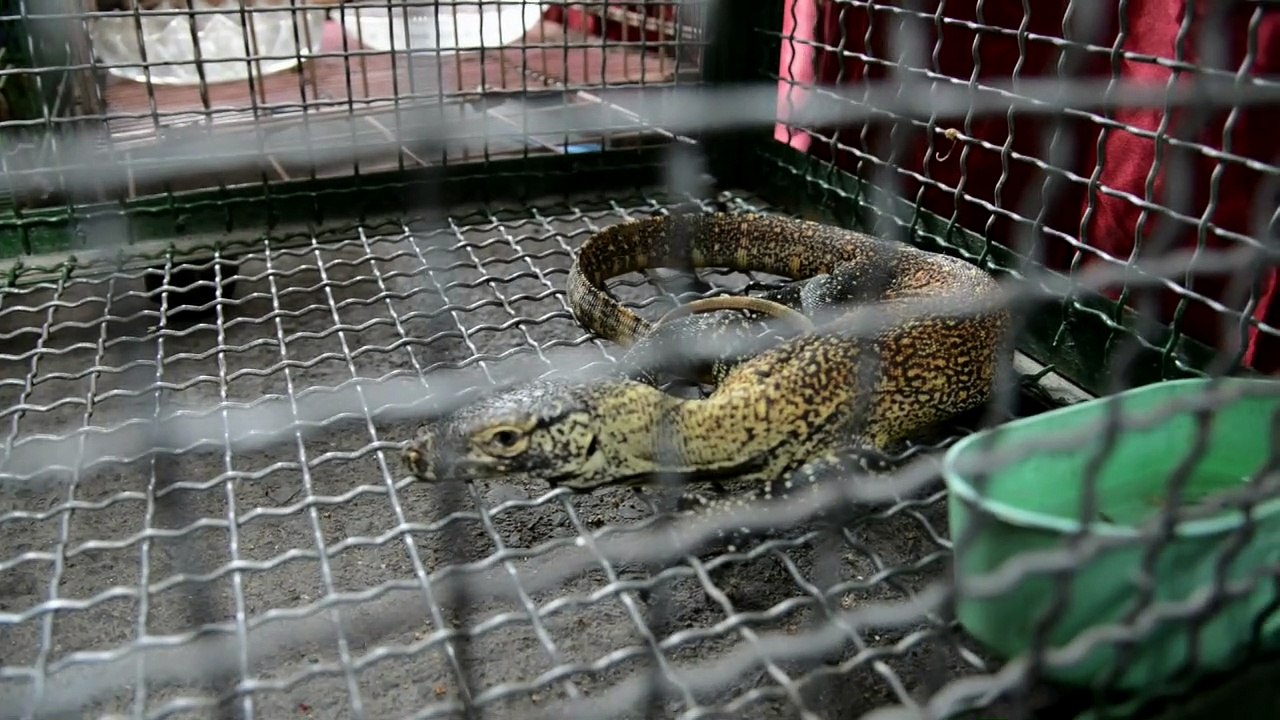 Animais apreendidos na Indonésia