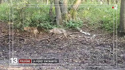 Feuilleton (3/5) : les contrées sauvages de l'Est