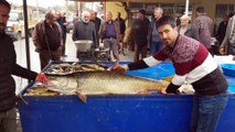 Karasu Nehri'nde 82 kiloluk turna balığı yakalandı - ERZİNCAN
