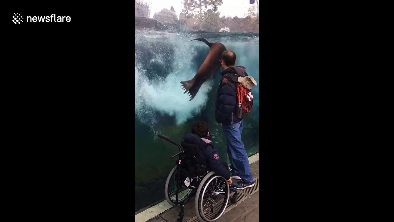 Magical moment sea lion follows visitor's hand on glass at St. Louis zoo