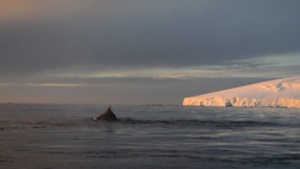El deshielo glaciar por el cambio climático desaliniza mares antárticos (C)