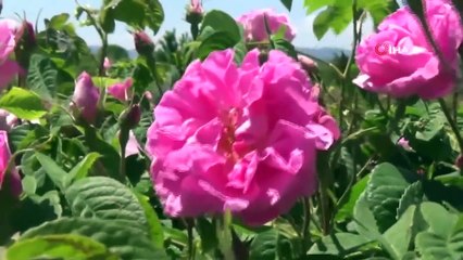 Gramla Satılan Isparta’nın Gülyağı, Altın Fiyatları İle Yarışıyor...