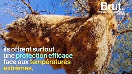 Dans les coulisses du plus gros nid d'oiseaux au monde