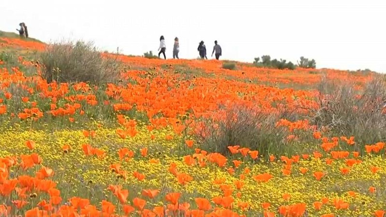 Blumenfelder in den USA: Angucken ja, betreten nein