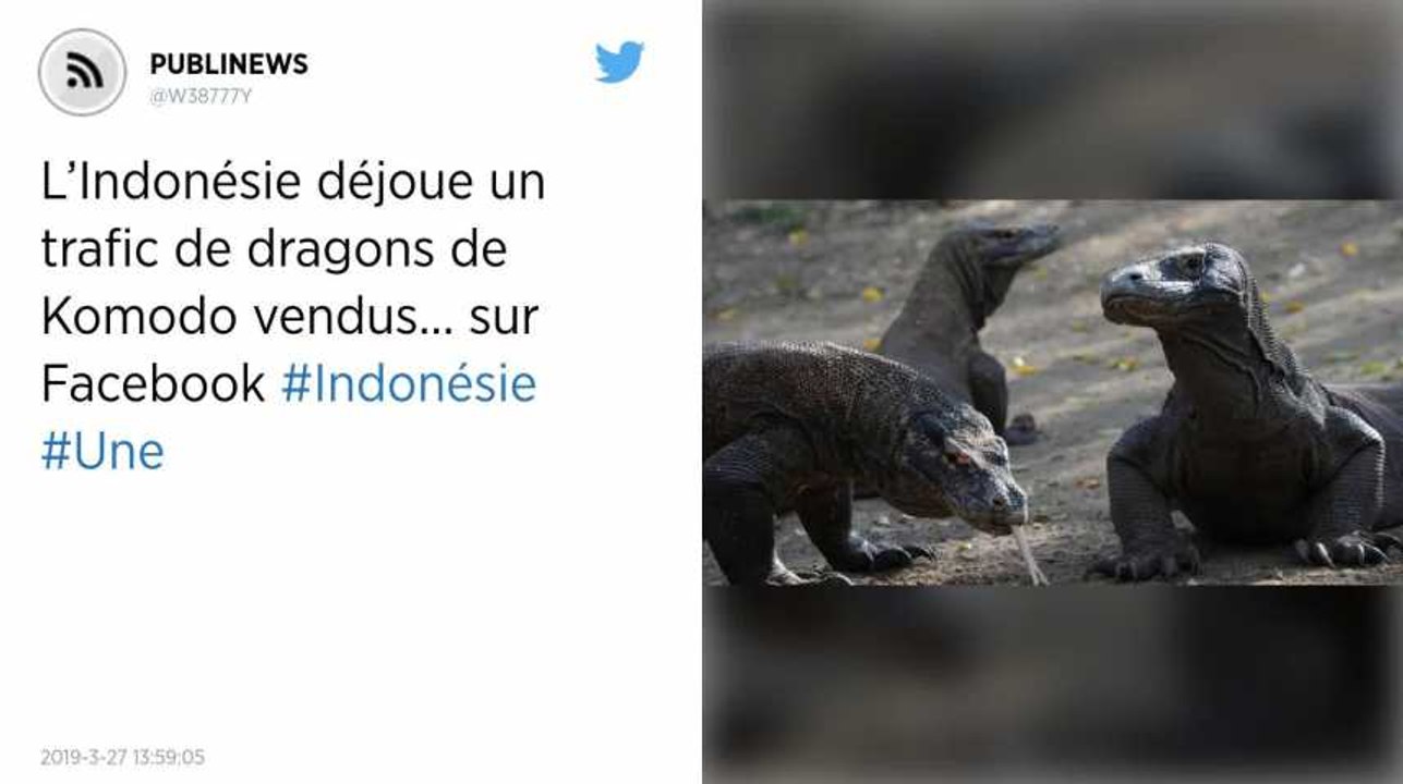 L’Indonésie déjoue un trafic de dragons de Komodo vendus… sur Facebook