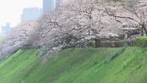 شاهد: تفتح أزهار الكرز في اليابان إيذانا بدخول فصل الربيع