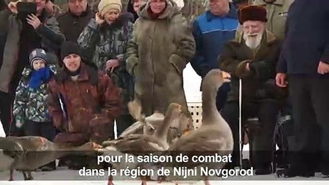 Russie: le combat d’oies, la tradition qui a survécu à la guerre