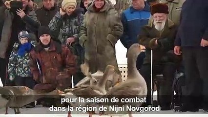 Russie: le combat d’oies, la tradition qui a survécu à la guerre