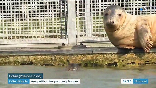 Côte d'Opale : aux petits soins pour les phoques