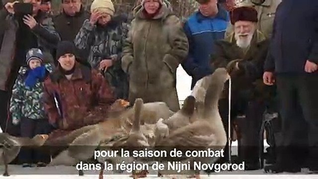 Russie: le combat d’oies, la tradition qui a survécu à la guerre