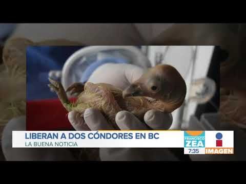 Liberan a cóndores nacidos en Chapultepec para abatir su extinción | Noticias con Francisco Zea