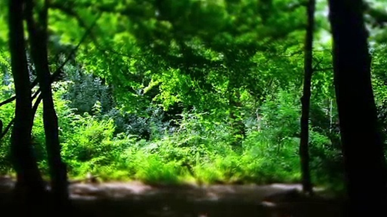 Highgate Wood
