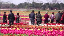 Spectacular drone footage shows colourful tulips blooming in eastern China