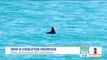 Quedan 6 vaquitas marinas en el mundo | Noticias con Francisco Zea