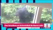 ¡Oso estudioso en Universidad de Nuevo León! Captan a oso estudiando | Noticias con Yuriria
