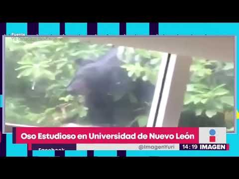 ¡Oso estudioso en Universidad de Nuevo León! Captan a oso estudiando | Noticias con Yuriria
