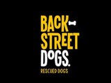 BackStreet Dogs, fundación para salvar perros de la calle | Noticias con Francisco Zea