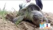 Sinaola y Sonora incrementan esfuerzos para proteger a tortugas marinas | Noticias con Zea
